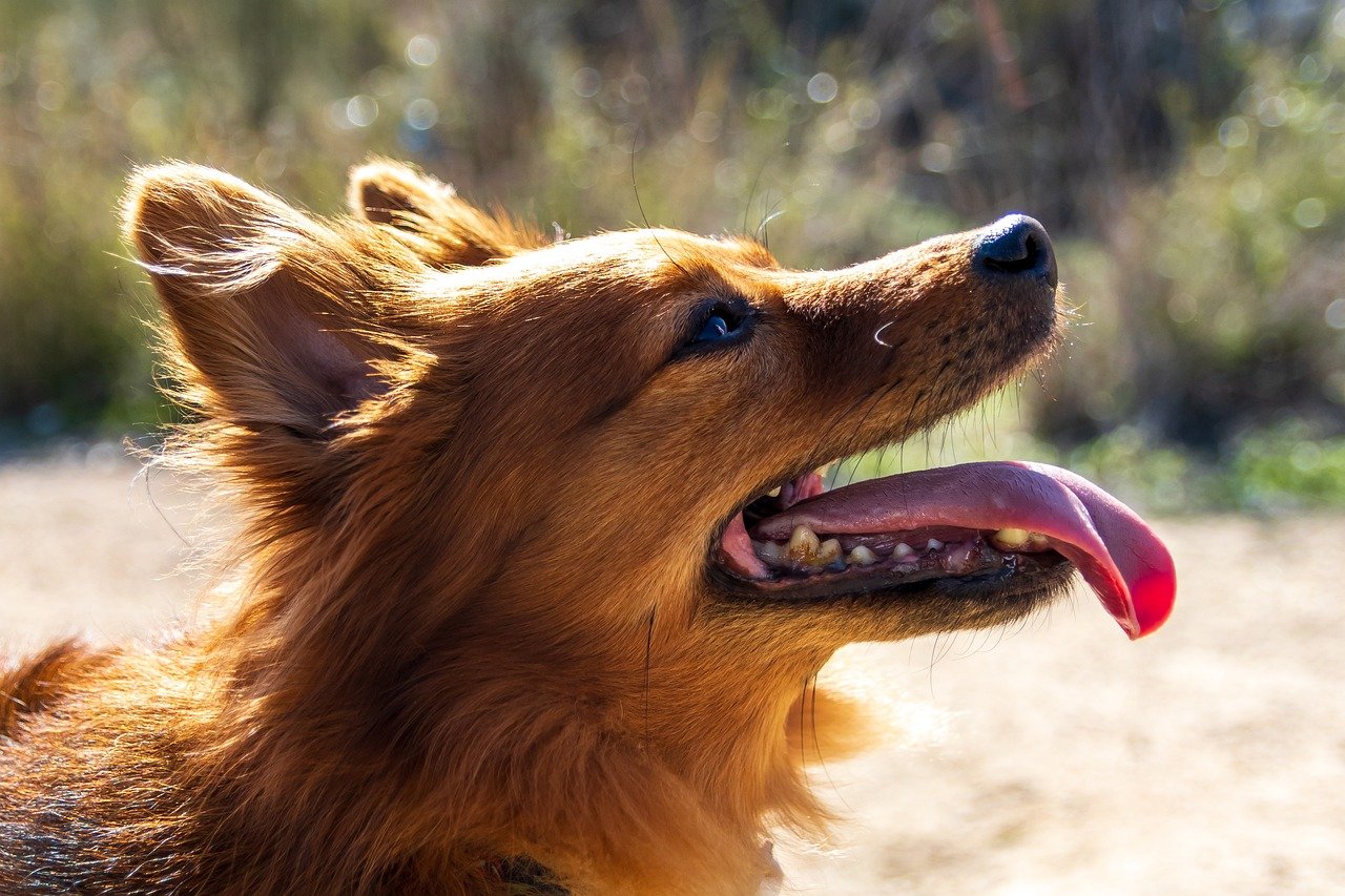 Natural Supplements for Pet Wellness - What to Know